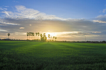 Fototapeta premium sunset over the field