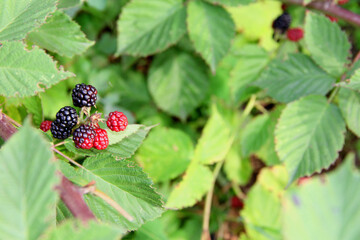 blackberries on a branch in the garden