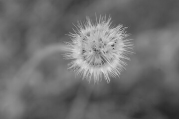 Dry faded flower without petals. Black and white photo.