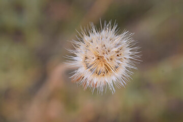 Dry faded flower without petals.