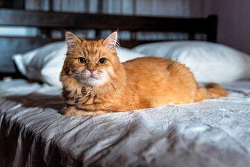 Fototapeta na wymiar red persian cat in the bed