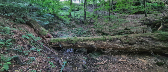 LAS W CZESKIEJ SZWAJCARII. REPUBLIKA CZESKA