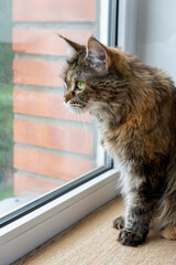 Domestic cat Maine Coon sits on the windowsill and looks carefully out the window. Thoroughbred pet. Life style.
