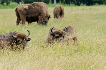 Bison in the wild. Bison eat grass. Animals rest