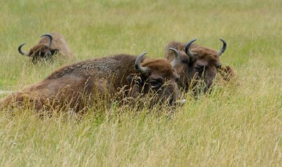 Bison in the wild. Bison eat grass. Animals rest