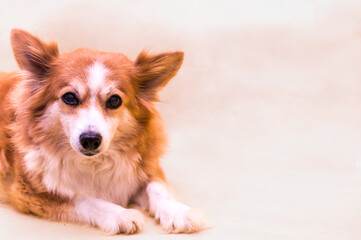 Close-up portrait of a dog on a white background. Copy space