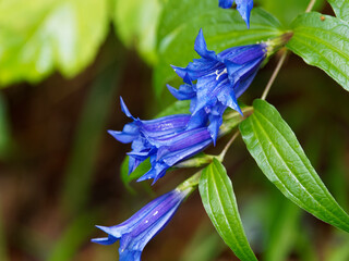 Gentiana asclepiadea | Gentianes asclépiades ou gentianes à feuilles d'Asclépiade aux...