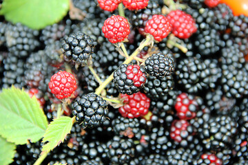 blackberries and raspberries