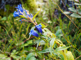 (Gentiana asclepiadea) Gentiane asclépiade ou gentiane à feuilles d'Asclépiade aux fleurs bleu...