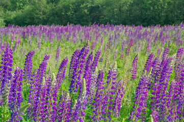 Naklejka premium Landscape with blooming violet, purple and pink lupine (Lupinus) field with forest in the background in Latvia