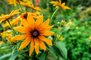yellow healthy echinacea