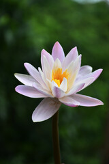 Fototapeta premium a beautiful water lily flower and blur background