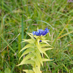 Gentiana asclepiadea | Gentiane asclépiade ou gentiane à feuilles d'Asclépiade