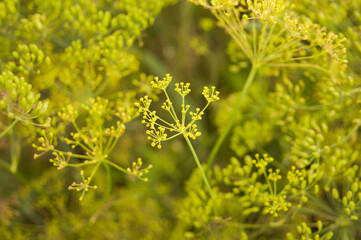 background of dill seeds