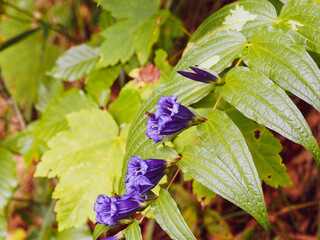 (Gentiana asclepiadea) Gentiane asclépiade, plante sauvage et emblématique des prairies alpines à magnifique inflorescence bleu intense en trompettes sur de longues tiges