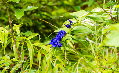 Gentiane asclépiade (Gentiana asclepiadea) aux touffes de fleurs dressées à floraison bleue sur...