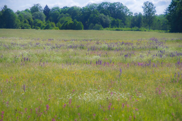 Blurry abstract pattern of flowering colourful meadow with blooming purple, pink, blue, yellow and white wildflowers with watercolour painting effect. Green forest in the background
