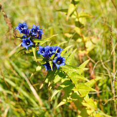 Gentiana asclepiadea | Gentiane asclépiade ou gentiane à feuilles d'Asclépiade aux fleurs bleues dressées, tubulaires à gorges plissées au dessus d'un feuillage vert mat sur de longues tiges 