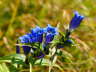 (Gentiana asclepiadea) Gentiane asclépiade ou gentiane à feuilles d'Asclépiade aux fleurs bleu...