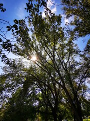 Beautiful sunshine among the trees in Miskolc