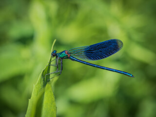 Closeup of beautiful blue damselfly - the banded demoiselle (Calopteryx splendens) male sitting on...