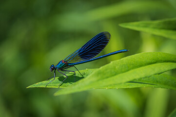 Closeup of beautiful blue damselfly - the banded demoiselle (Calopteryx splendens) male sitting on the grass in sunlight
