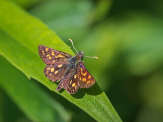 Closeup of the chequered skipper (Carterocephalus palaemon) - small woodland butterfly, sitting on...