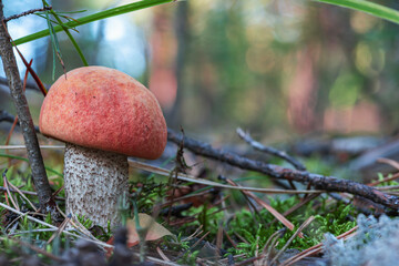 Young mushroom boletus in the woods on blurred background