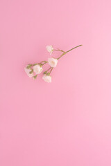 Sprigs of small roses white on pink background, copy space. Minimal style flat lay. For greeting card, invitation. March 8, February 14, birthday, Valentine's, Mother's, Women's day concept.