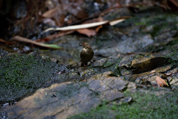 Asian Red - eyed Bulbul