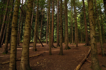 tree trunks in summer forest