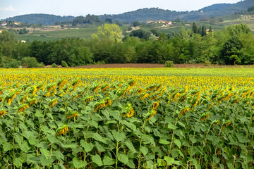 Fototapeta na wymiar Sunflower plantations on the outskirts of the city of Florence, Tuscany region, Italy