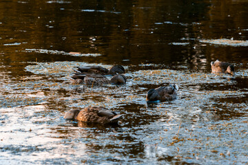 Ducks in eating in water