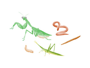 Illustration of a set of insects, mantis, earthworm, grasshopper, maggot, bamboo worm, isolated on white background.

