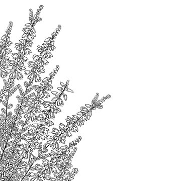 Corner bouquet of outline Heather or Calluna flower with bud and leaves in black isolated on white background.