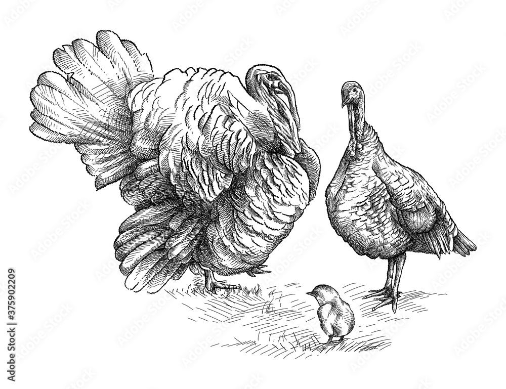 Wall mural hand-drawn graphic sketch of domestic turkey family in black isolated on white background. silhouett - Wall murals