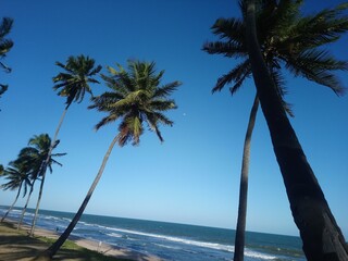 tropical beach with palm trees