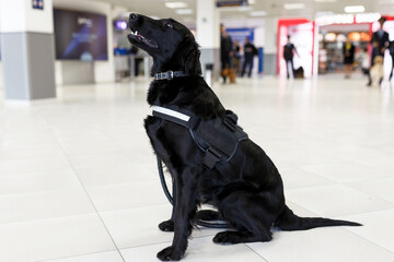 Close up portrait of a dog for detecting drugs at the airport standing near the airport.