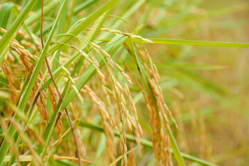 green grass in the wind