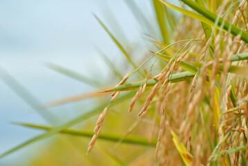 close up of grass