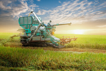 Fototapeta premium combine harvester in field