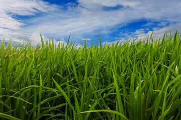 green grass and blue sky