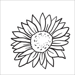 Sunflower. Vector image of hand drawn sunflowers isolated on white background at retro style