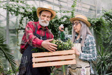 Obraz premium Senior couple working in greenhouse. Smiling retired man and woman gardeners in straw hats and checkered shirts, enjoying their work and spraying plants in flowerpots with water sprayer