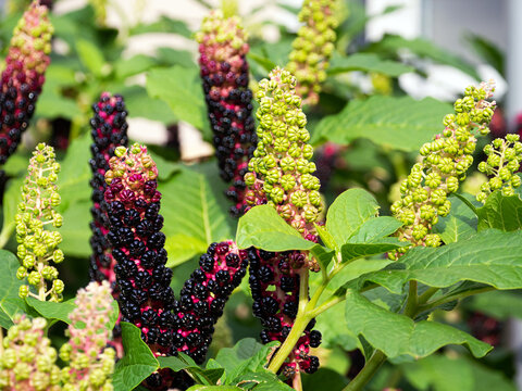Phytolacca americana flowers on a background of green leaves close-up. Floral sunny background with beautiful phytolacca americana.