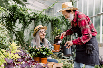 Two attractive happy senior couple, man and woman, gardeners in straw hats and working clothes, working together in exotic glasshouse and replanting flowering plant into pot