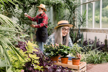 Pretty happy gray haired senior lady in straw hat, enjoying work with flowering pots in beautiful hothouse, while her handsome bearded man watering green palm trees using sprayer. Focus on woman