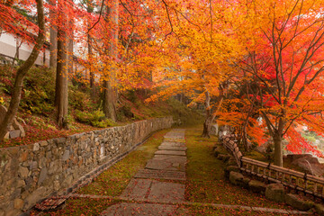 Autumn leaves in Kyoto