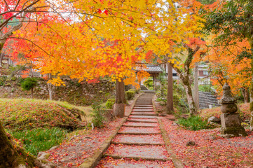Naklejka na ściany i meble Autumn leaves in Kyoto