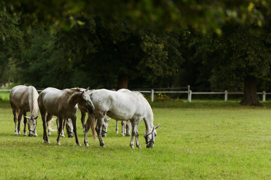 Kladruber horse in a paddock, Kladruby nad Labem, Czech Republic
